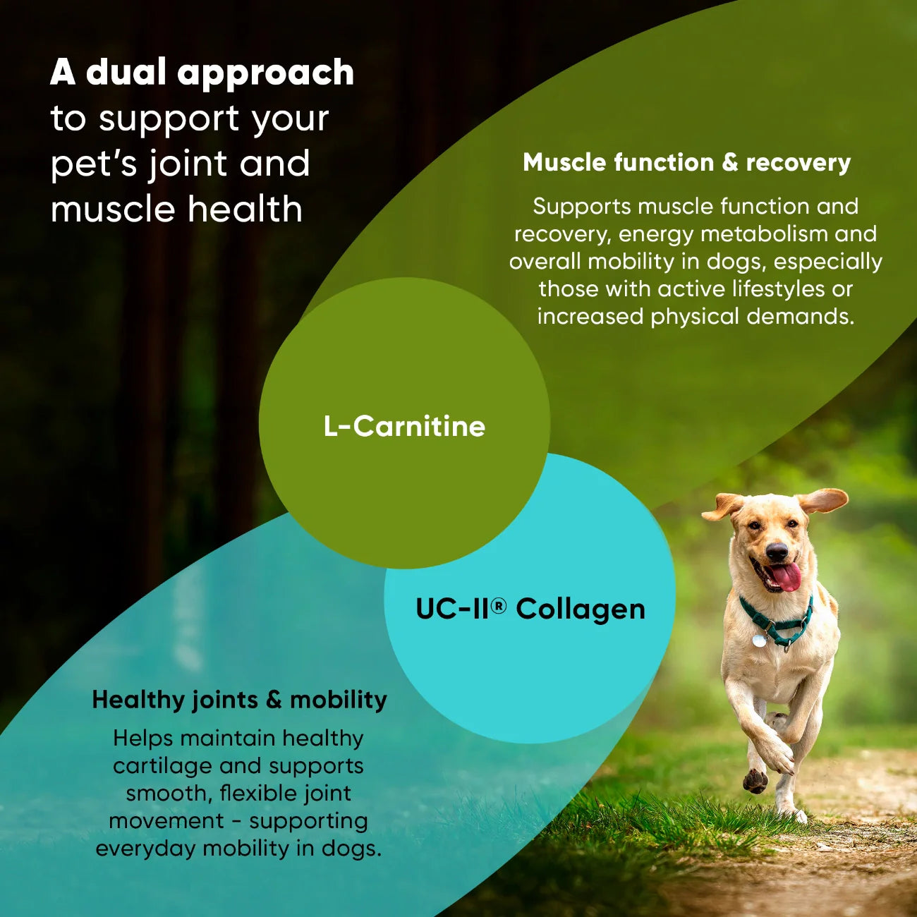Joint Supplement for Medium & Large Dogs — UC-II® Collagen + L-Carnitine